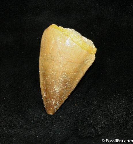 Inch Mosasaurus Tooth #986